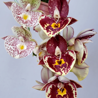 Catasetum Penang Red