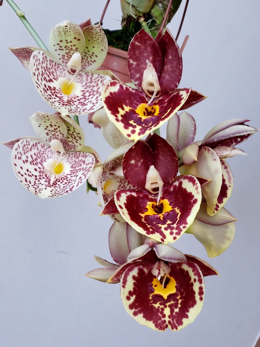 Catasetum Penang Red