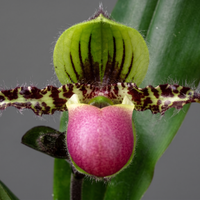 Paphiopedilum victoria-regina