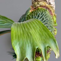 Platycerium madagascariense