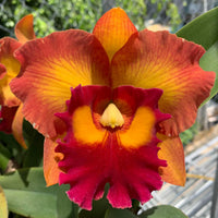 Rlc.Nakornchaisri Delight
