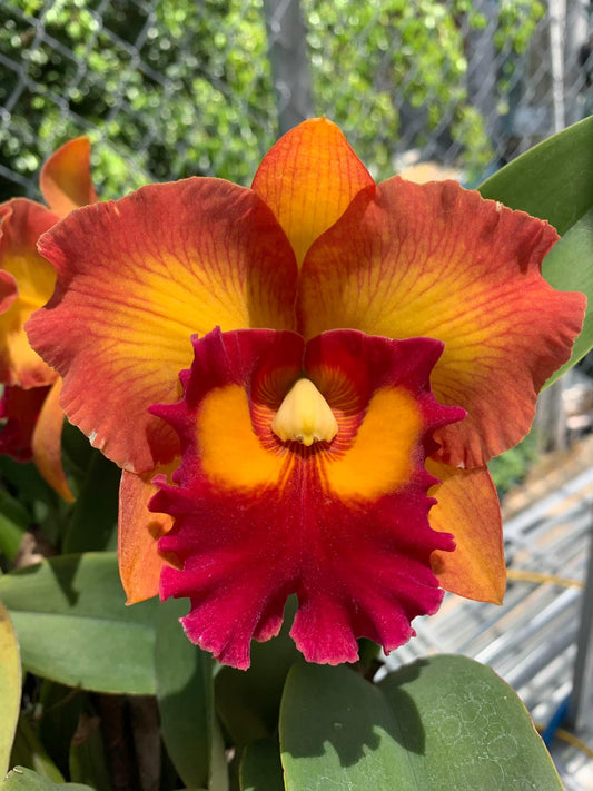 Rlc.Nakornchaisri Delight