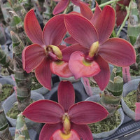 Cycnodes Taiwan Black Pearl 'Copper Queen'