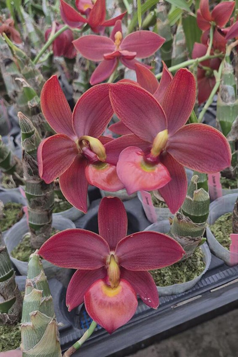 Cycnodes Taiwan Black Pearl 'Copper Queen'