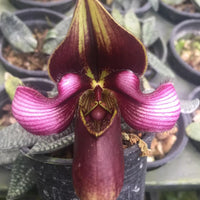 Paphiopedilum rungsuriyanum