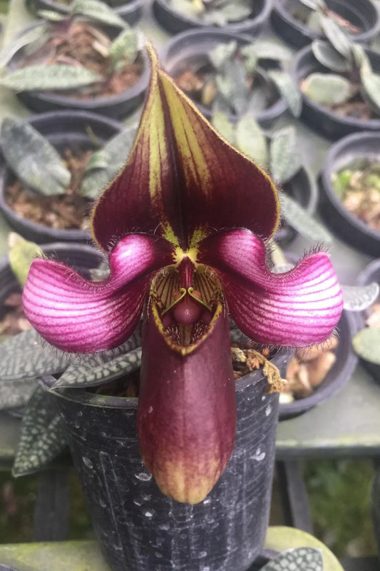 Paphiopedilum rungsuriyanum