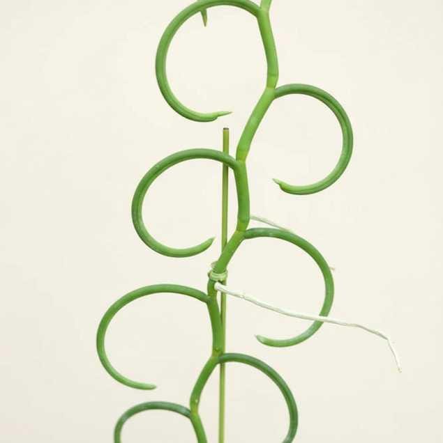 Cleisostoma arietinum Olympic Rings