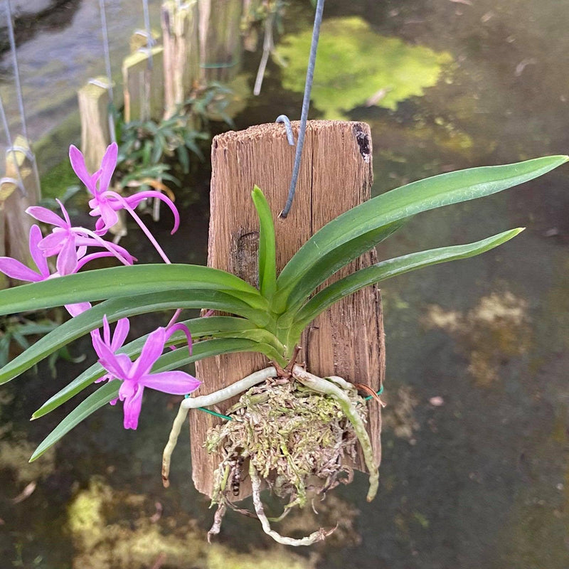 Neofinetia falcata 'Koto'