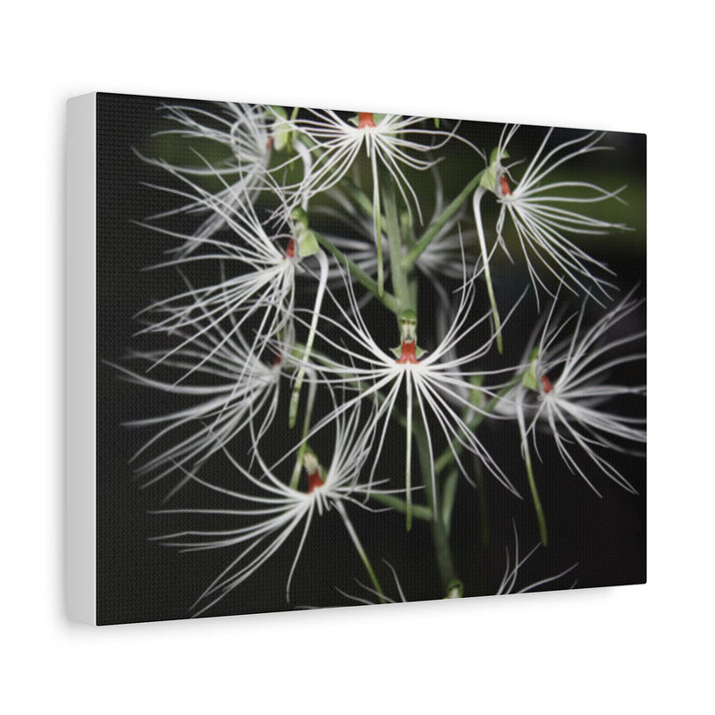 Ethereal White Spider Orchid Matte Canvas Print  Botanical Wall Art Habenaria medusae