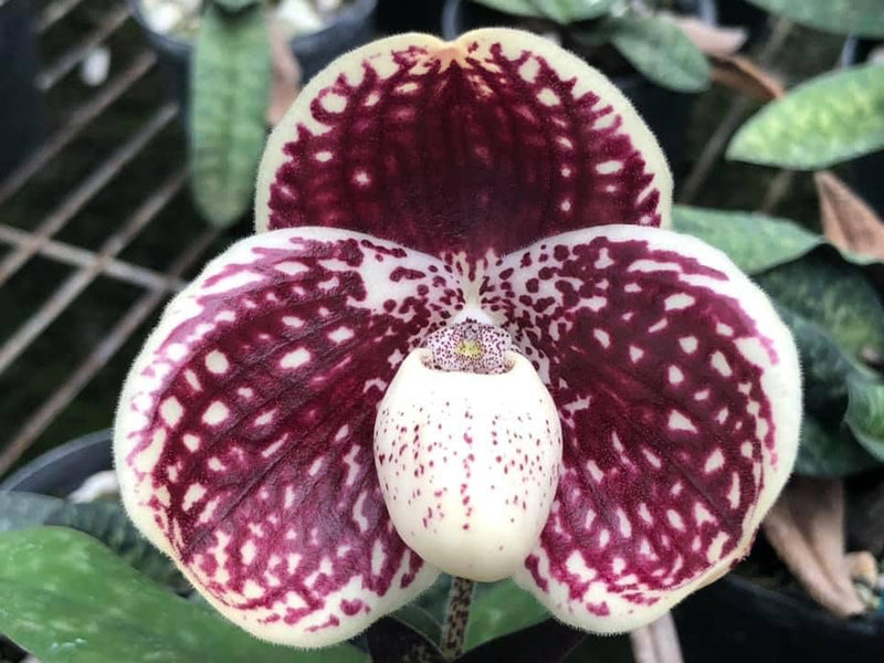 Paphiopedilum godefroyae (Select) Bloom Size Orchid , Lady Slipper orchid Live Plant for Collection
