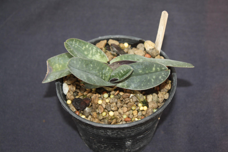 Paphiopedilum godefroyae (Select) Bloom Size Orchid , Lady Slipper orchid Live Plant for Collection