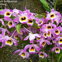 Dendrobium findlayanum v. oculatum