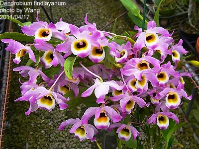 Dendrobium findlayanum v. oculatum