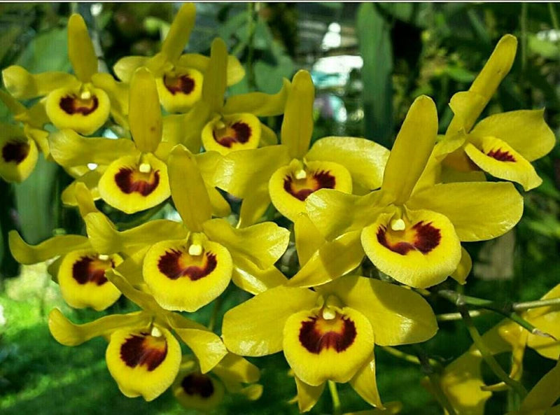 Orchid Dendrobium friedericksianum 2 Plant