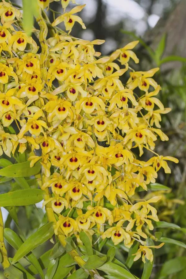 Orchid Dendrobium friedericksianum 2 Plant