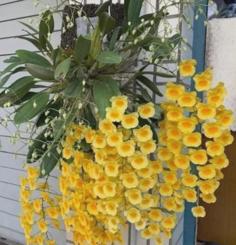 Dendrobium lindleyi Orchid Plant: Rare fragrant Bloom Size
