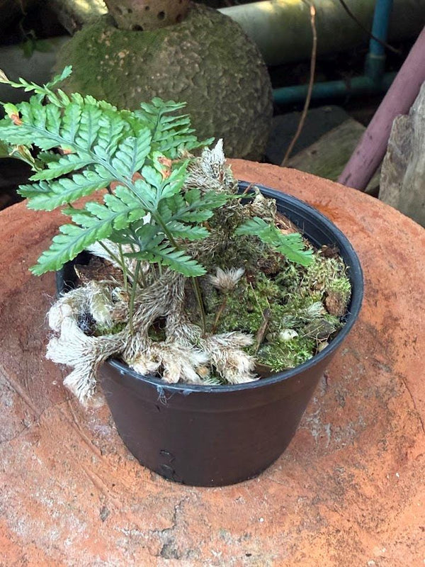 Davallia mariesii Rabbit's Foot Fern, Staghorn fern Tropical fern
