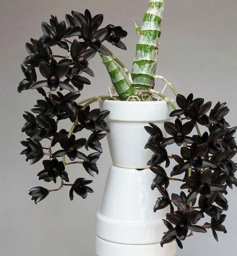 Rare Black Orchid: Catasetum After Dark 'SVO Black Pearl' FCC/AOS