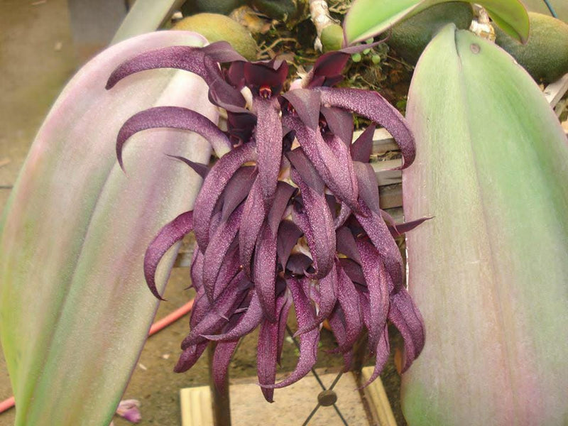 Gigantic Tongue Orchid: Bulbophyllum fletcherianum (Rare Collector's Item)