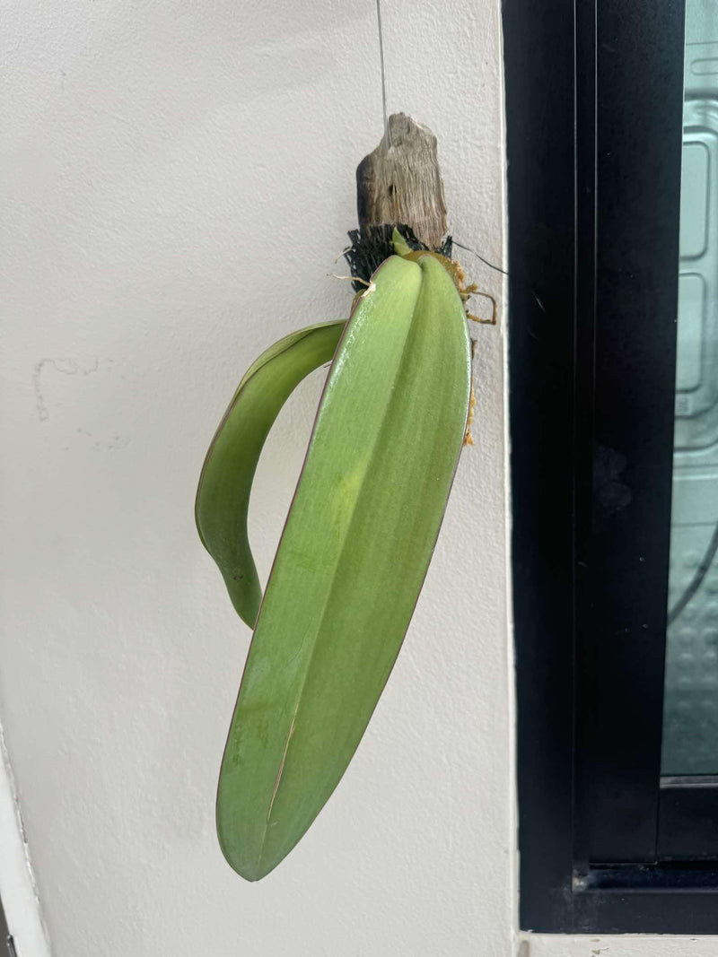 Gigantic Tongue Orchid: Bulbophyllum fletcherianum (Rare Collector's Item)