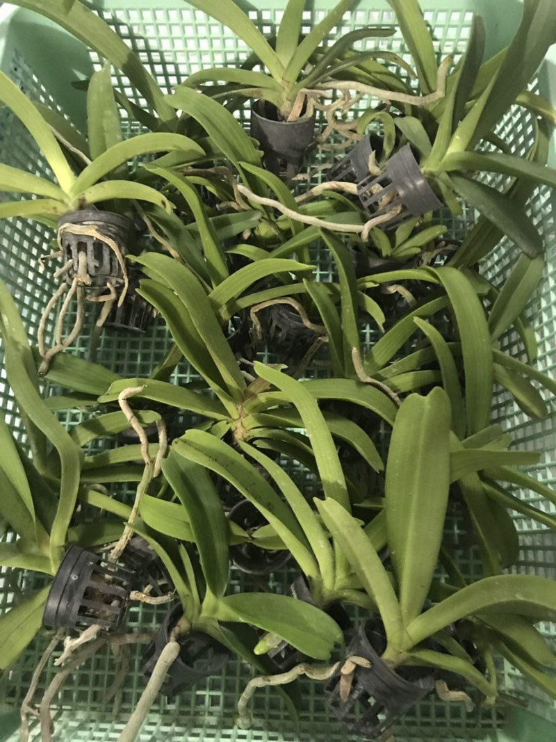 Rhynchostylis gigantea (Peach) orange