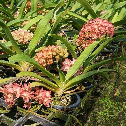 Rhynchostylis gigantea (Peach) orange