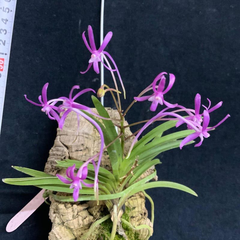 Neofinetia falcata 'Koto'