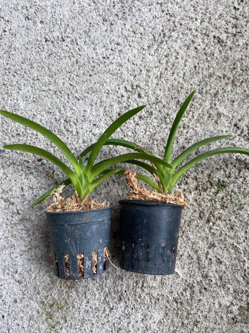 Neofinetia falcata 'Koto'