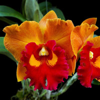 Cattleya Rlc.Jomthong Delight (Fragrant)