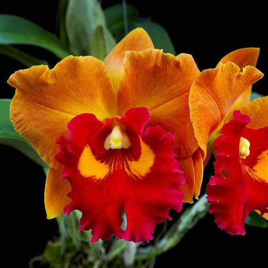 Cattleya Rlc.Jomthong Delight (Fragrant)