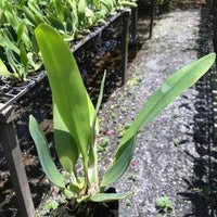 Cattleya Rlc.Jomthong Delight (Fragrant)