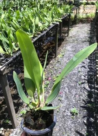 Cattleya Rlc.Jomthong Delight (Fragrant)