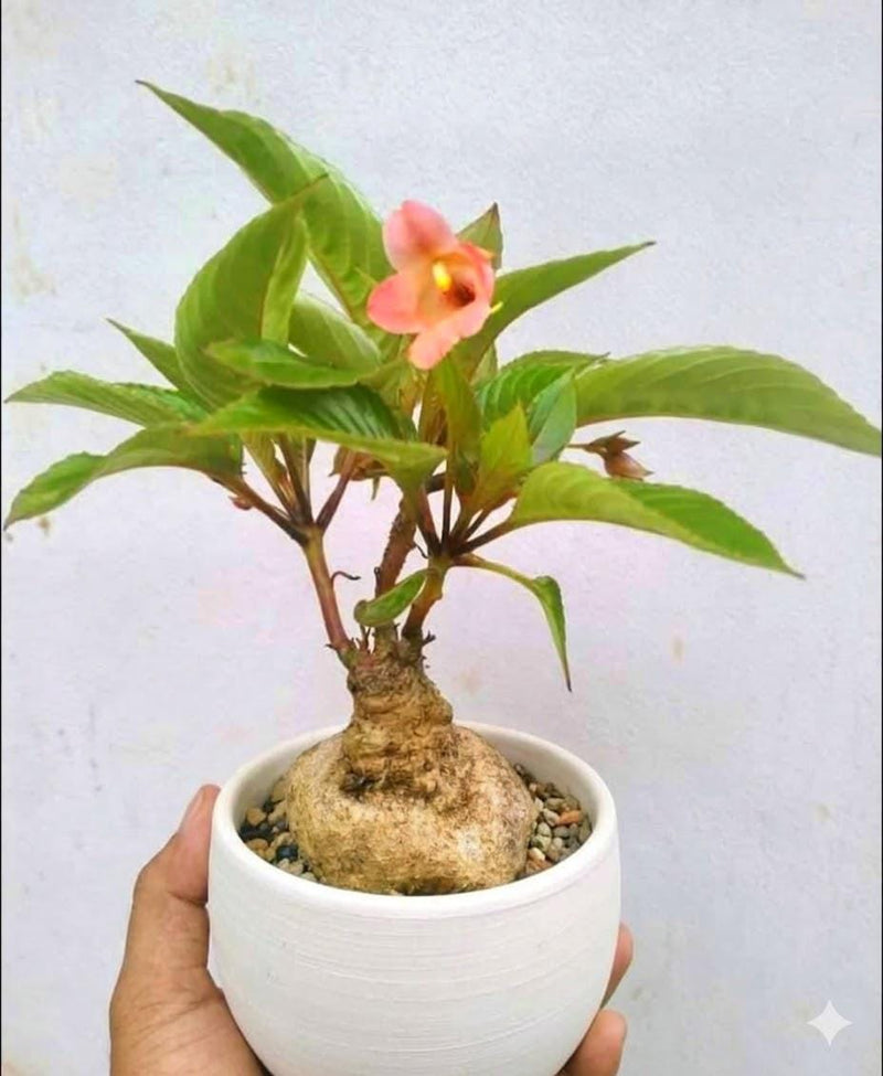 Impatiens phengklaii 1 Plant Caudex plant