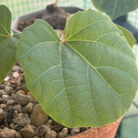 Anperoshissasu Marutini
