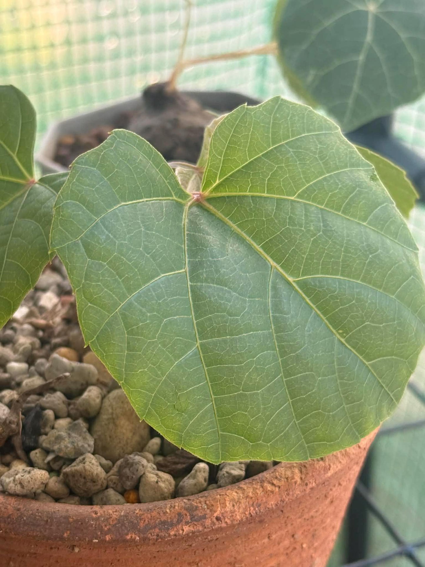 Anperoshissasu Marutini