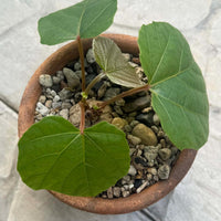 Anperoshissasu Marutini