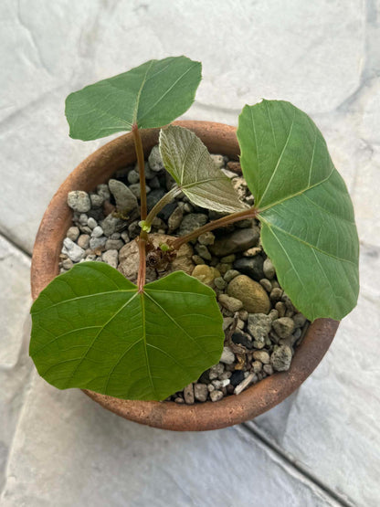 Anperoshissasu Marutini