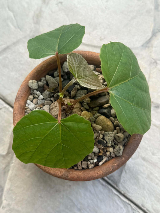 Anperoshissasu Marutini