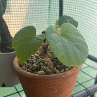 Anperoshissasu Marutini