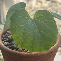 Anperoshissasu Marutini
