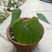 Anperoshissasu Marutini