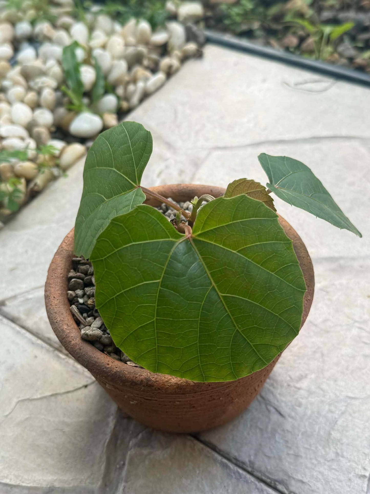 Anperoshissasu Marutini