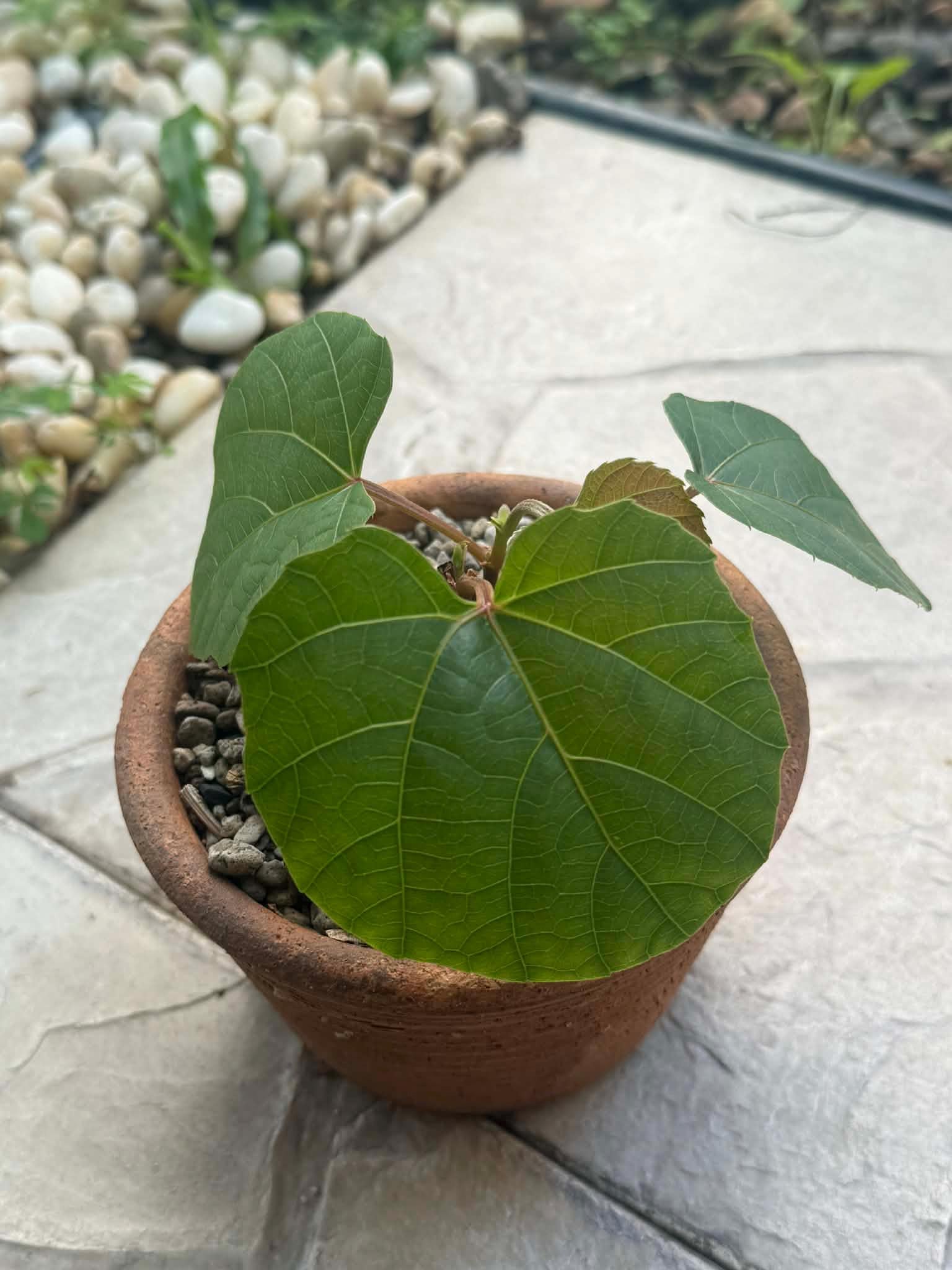 Anperoshissasu Marutini