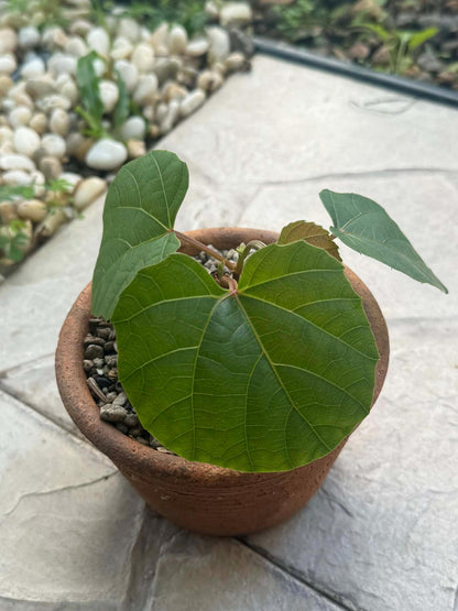 Anperoshissasu Marutini