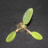 Bulbophyllum hirundinis