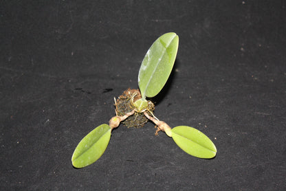 Bulbophyllum hirundinis