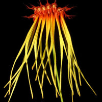 Bulbophyllum hirundinis