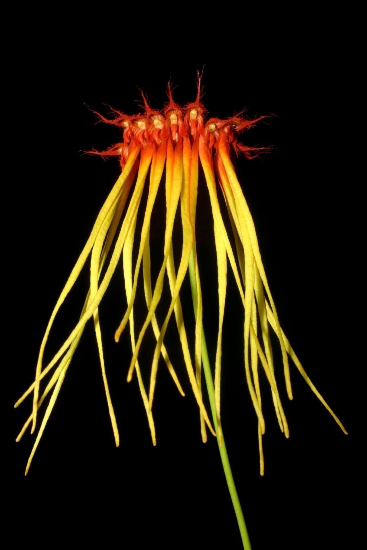 Bulbophyllum hirundinis