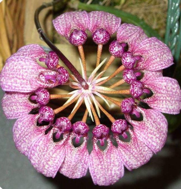 Bulbophyllum annamense 1 Plant Orchid (Rare Collector's Item)