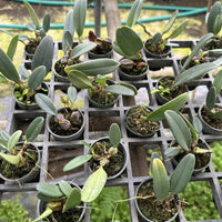 Bulbophyllum frostii